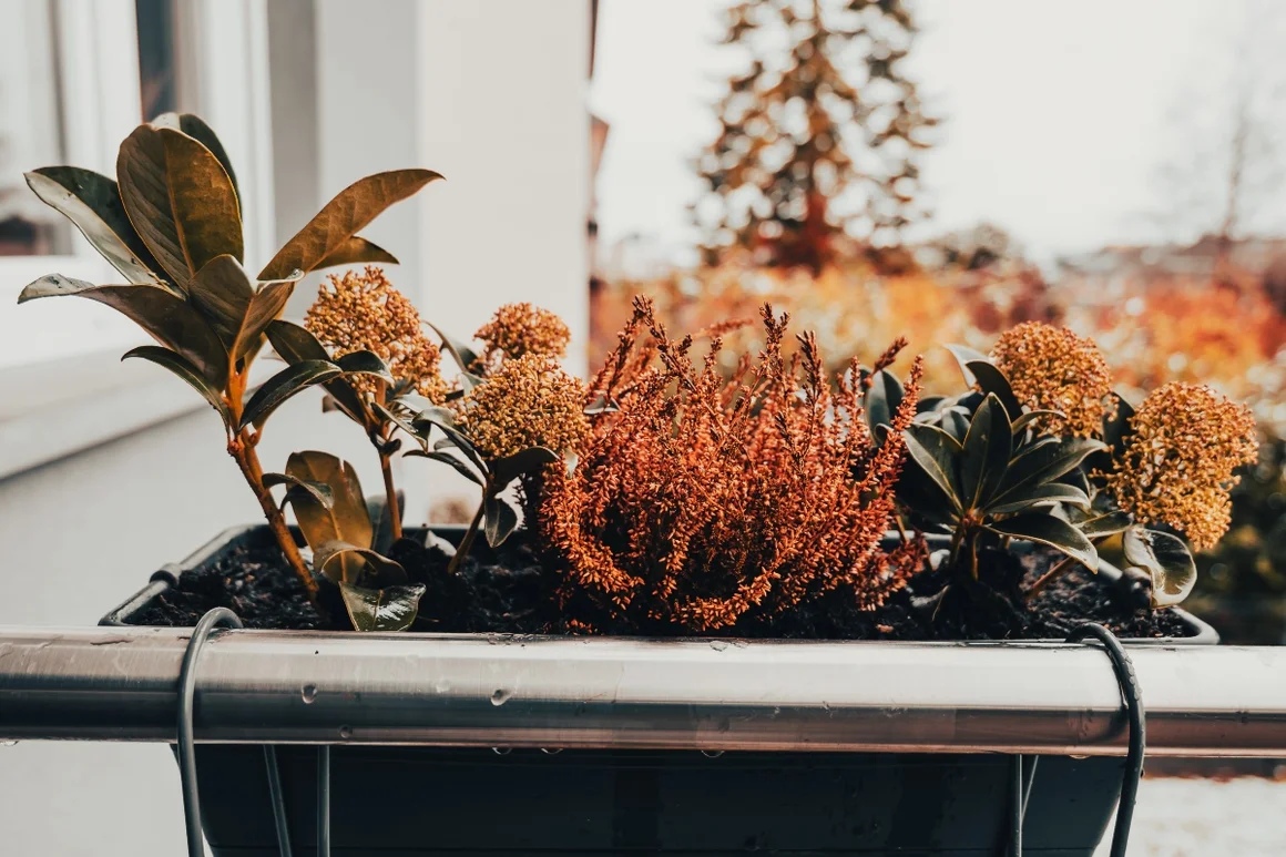 Herbstpflanzen in einem Balkonkasten