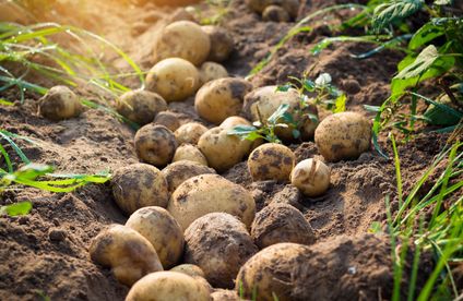 Kartoffeln auslegen