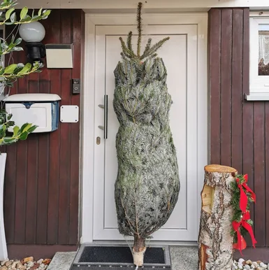 Eingepackter Tannenbaum vor der Haustür