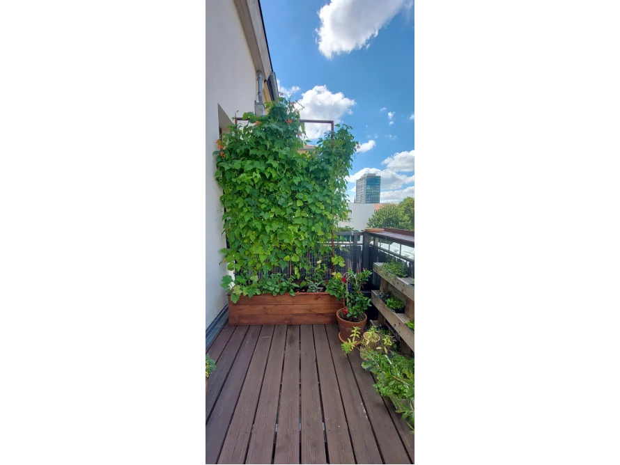 Ein sonniger Balkon mit Kletterpflanzen.