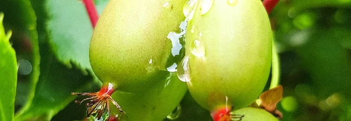 Grüne Kiwibeeren am Strauch