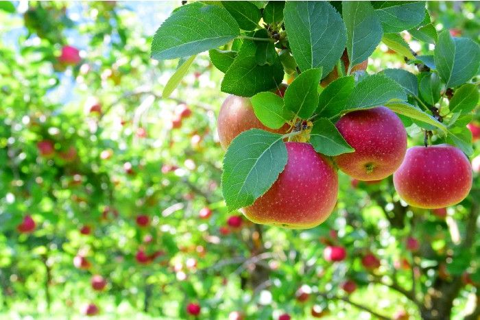 Viele Reife Äpfel hängen an einem Baum im Sonnenschein.