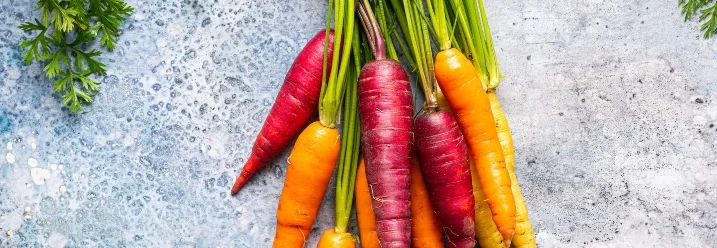 Bündel bunter Karotten