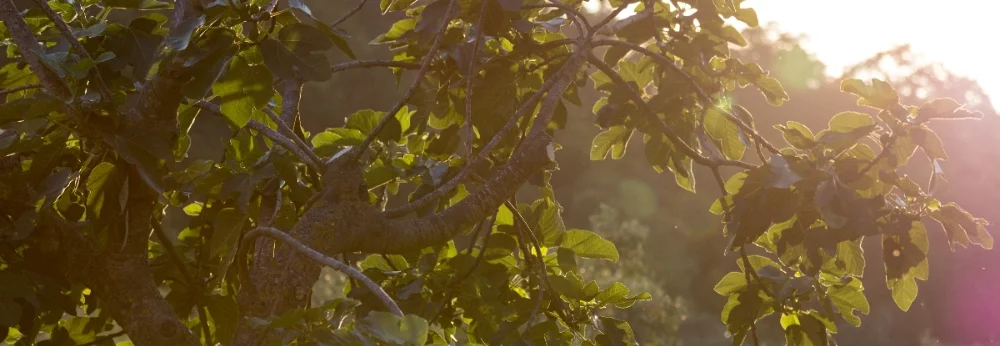 Sonnenbeschienene Feigenbaumzweige