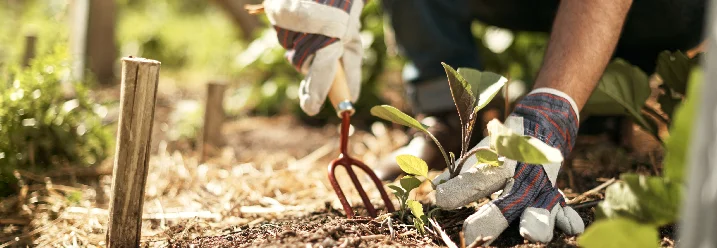 Person pflanzt Setzling mit einer Harke