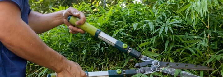 Person schneidet Bambus mit Heckenschere