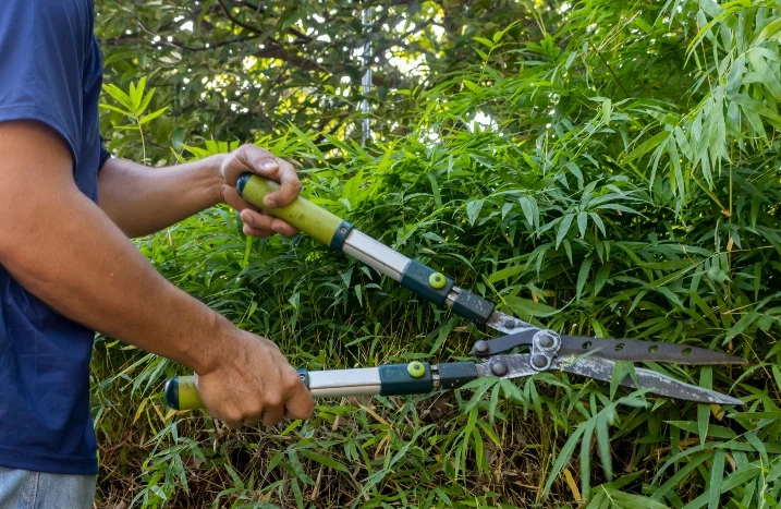 Bambus im Garten schneiden  das solltest du beachten