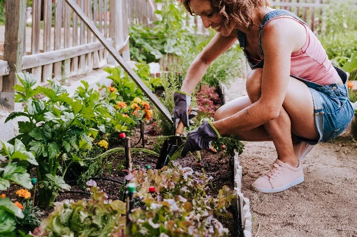 Eine Person arbeitet mit einer Handschaufel in einem Gemüsebeet.