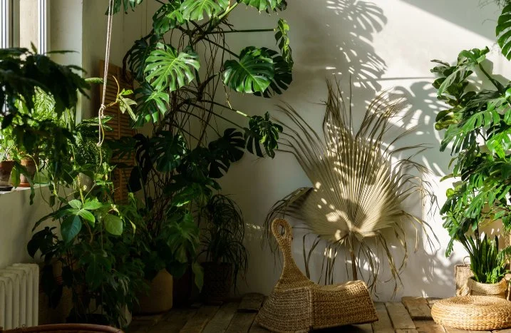 Große Monstera und weitere Pflanzen in einer sonnigen Zimmerecke neben einem Fenster