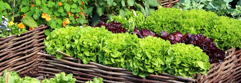 Gemüsebeet mit Salat und Kohl