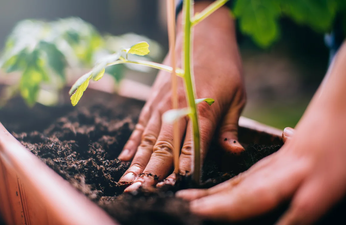 Hände pflanzen Setzling in Topf