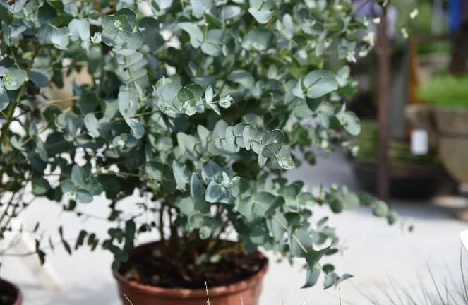 Eukalyptus pflanzen & pflegen: im Garten oder Topf