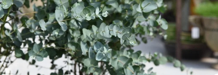 Eukalyptuspflanze im Topf