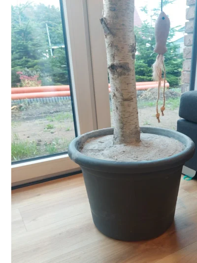 Birkenstamm in einem Topf