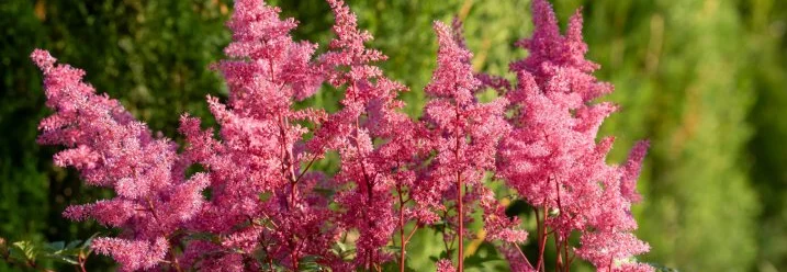 Rosa Astilbenblüten vor grünem Hintergrund
