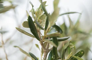 Olivenbaum im Garten richtig pflegen