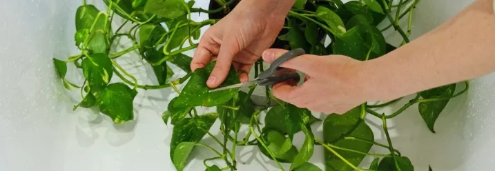 Hände schneiden eine Pflanze mit einer Schere.