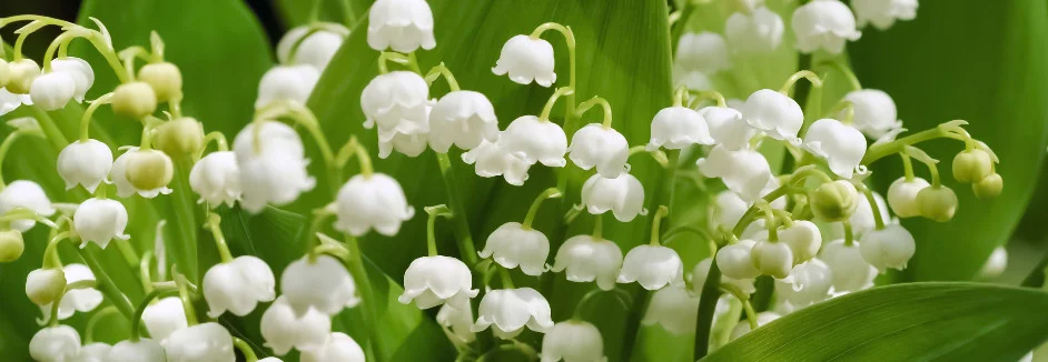 Nahaufnahme von Maiglöckchen