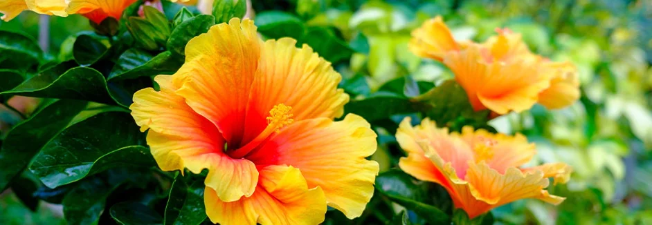 Hibiskus richtig dngen & pflegen | toom Baumarkt