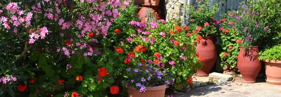 Blühende Pflanzen in Terrakotta-Töpfen