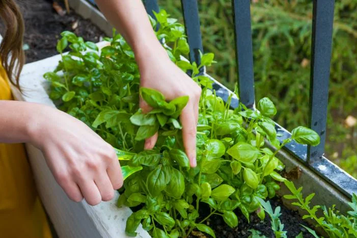 Person schneidet Basilikum mit Schere