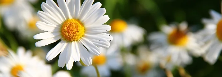 Gänseblümchenwiese im Sonnenschein