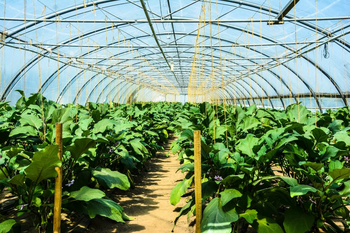 Gewächshaus mit Pflanzenreihen