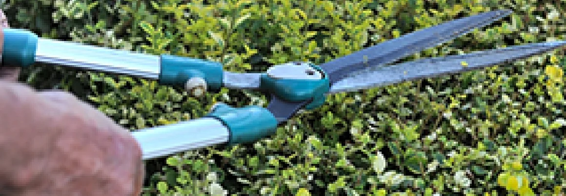 Person schneidet Hecke mit Gartenschere