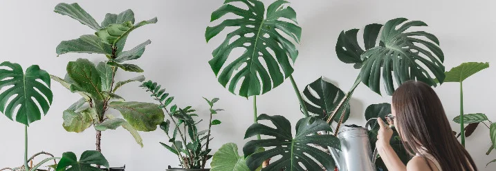 Person gießt Zimmerpflanzen mit Gießkanne