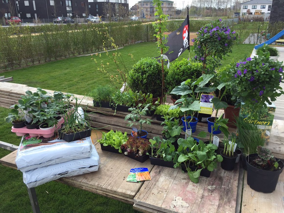 Pflanzen und Gartenzubehör auf einem Tisch
