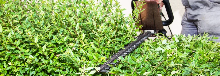 Person schneidet Hecke mit Heckenschere