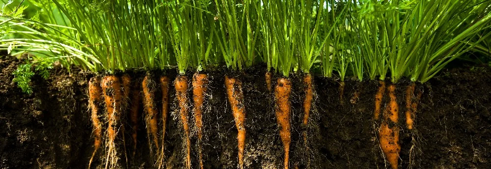 Karotten im Boden