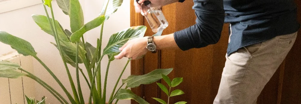 Strelitzie pflegen  Paradiesvogelblume als Zimmerpflanze