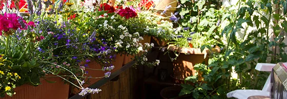 Blumenkästen auf einem sonnigen Balkon