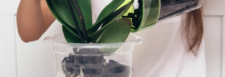 Person topft Orchidee um