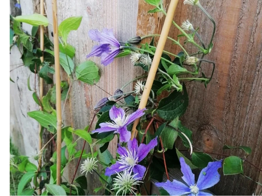 Blaue Blüten ranken an Bambusstäben
