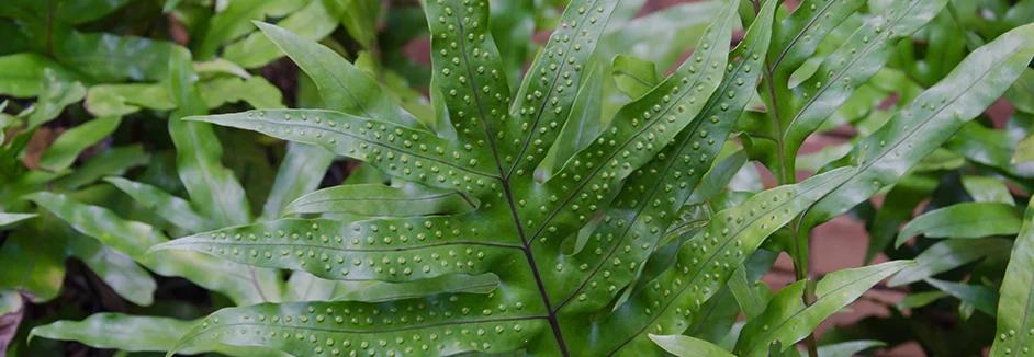 Grüne Farnblätter mit Sporen