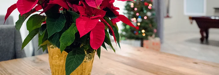 Weihnachtsstern auf Tisch