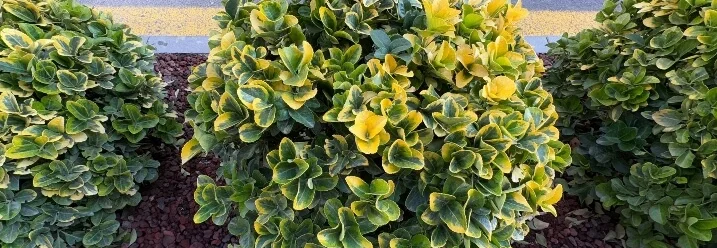 Drei grüne und gelbe Sträucher