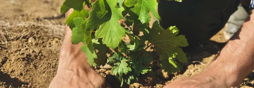 Person pflanzt Weinrebe in die Erde
