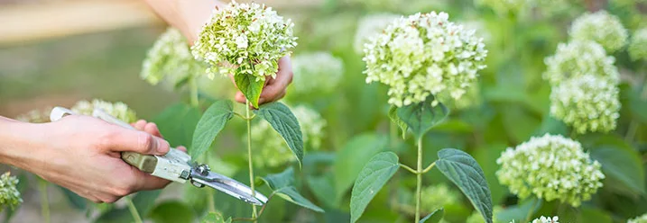 Person schneidet Hortensien mit Gartenschere