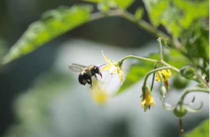 Bienenfreundlich Pflanzen Toom Baumarkt