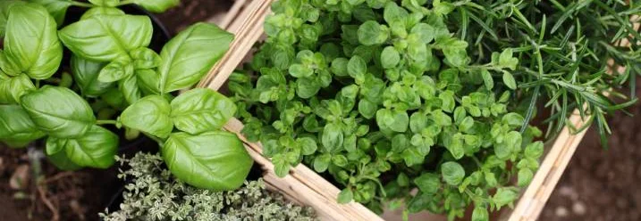 Frische Kräuter in Töpfen