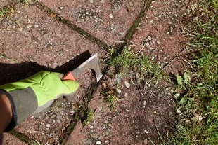 Efeu & Wilden Wein entfernen  die besten Methoden