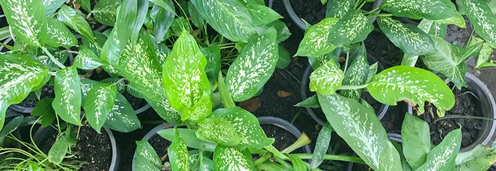 Grüne Pflanzen mit weißen Sprenkeln