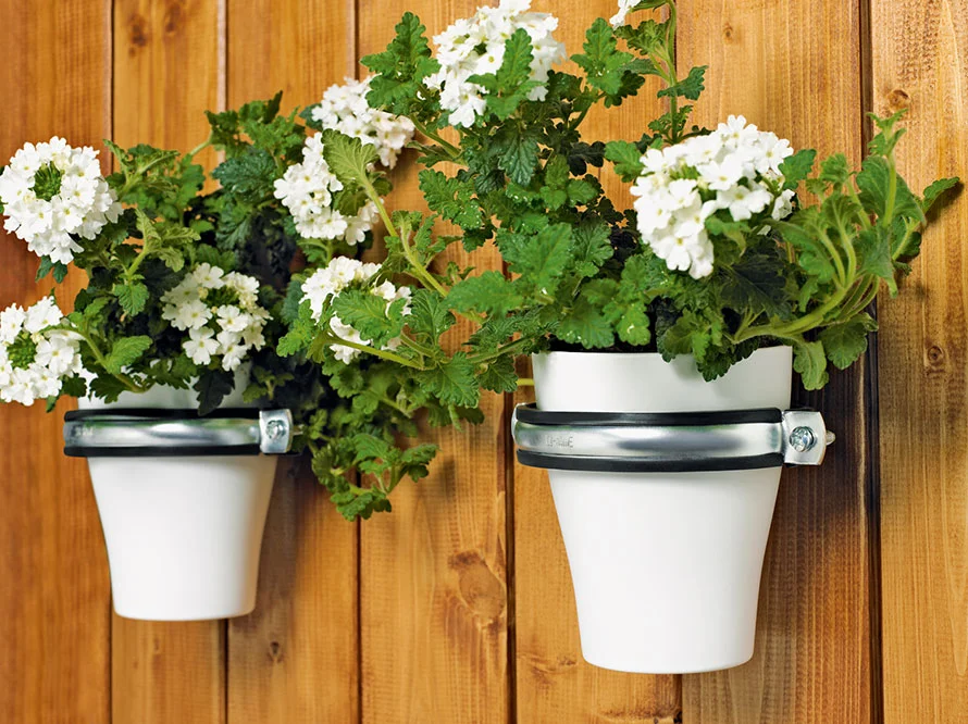 Zwei Blumentöpfe mit weißen Blüten an Holzbrett