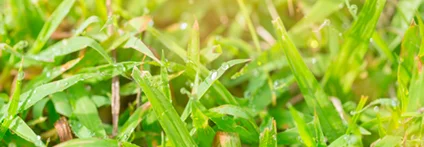 Sonnenbeschienenes Gras mit Tautropfen