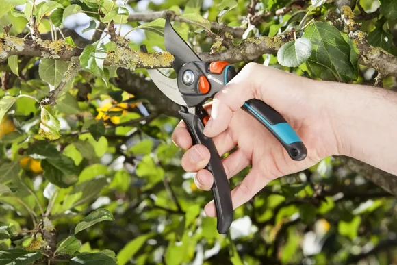 Hand schneidet Ast mit Gartenschere