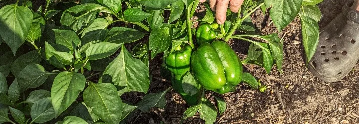 Person erntet grüne Paprika.