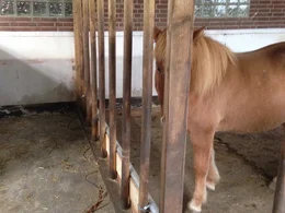Braunes Pferd in einem Stall